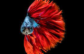wallpaper colors red blue fish head