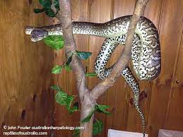 python morelia bredli