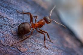 invasion de fourmis significations