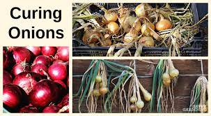 Curing Onions For Long Term Storage And