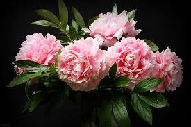 flowers peony bouquet pink flower