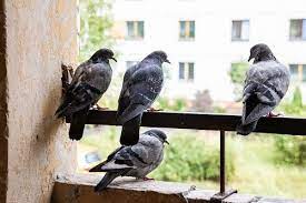 Keep Pigeons Off Balcony