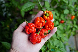 trinidad moruga scorpion peppers