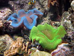 sea anemones closer