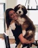 which-is-better-sheepadoodle-vs-bernedoodle