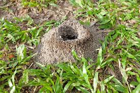 Die annahme, ameisen könnten mit backpulver vertrieben werden, weil sie nach der aufnahme platzen würden, ist laut karin greiner falsch. Ameisen Im Rasen Was Kann Ich Dagegen Tun