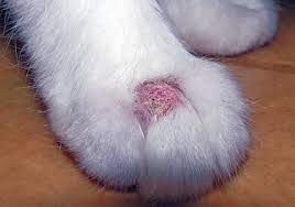 ringworm causes dry itchy skin