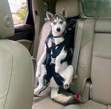 Image result for dog barking in the back seat