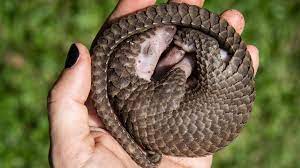 The pangolin's scales make up 20 percent of its total body weight. Hope For Pangolins As Protection Boosted In China Bbc News