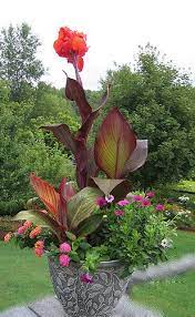 Tropicanna Cannas In Mixed Container