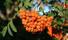 What kind of tree gets orange berries?