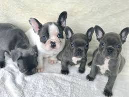 Gia is the perfect little girl. Beautiful Solid Blue French Bulldogs Puppies Animals Austin Texas Announcement 88910