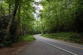 forest road images free on