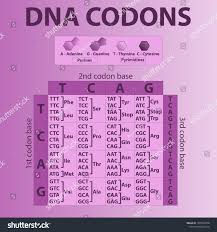 dna codons genetic biological code