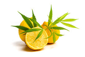 What is Limonene? - MAC - Western Massachusetts Premier Cannabis
