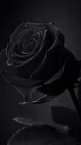black rose flower hd phone wallpaper