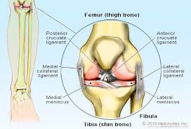 Knee Joint Picture Image On Medicinenet Com