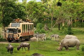 Great Interaction With Animals Traveller Reviews Bali