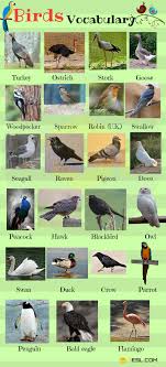 bird names list of birds and types of