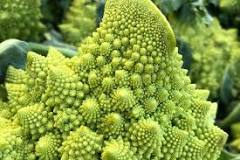 Why does Romanesco look like that?