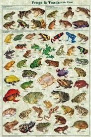 Laminated Frogs Toads Amphibian Identification Poster