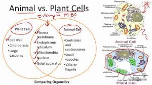 Education, science, biology dark vector. 2 1 7 Animal Vs Plant Cells Youtube