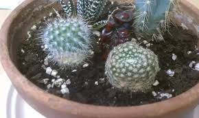 Due to the fact that it is always growing (just as any plant), it is bound to overgrow the initial pot. Why Is My Cactus Turning Brown Quora
