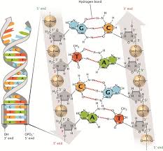 discovery of dna double helix watson