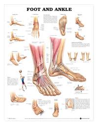 Foot Ankle Anatomical Chart Laminated Lfa 99795
