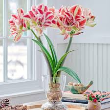 amaryllis flowers bulbs and gifts for