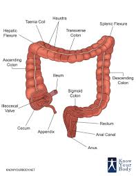 large intestine function parts