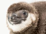 You can adopt penguins at seabirds.org for $55 a year. Adopt A Penguin Chick For A Chance To Suggest A Name Newsroom Aquarium Of The Pacific