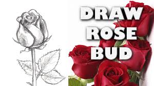 how to draw a rose bud step by step