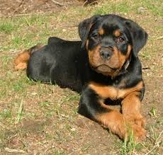 Rottweiler Dog Breed Information And Pictures