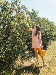 florida orange picking at dooley groves