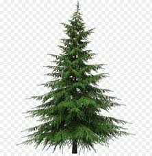 Christmas tree gift, tree christmas, holidays, decor png. Real Christmas Tree Png Natural Cut Artificial Christmas Trees Png Image With Transparent Background Toppng