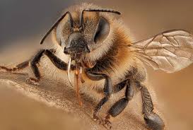 The bees are what is referred to as a neutral mob meaning bees won't attack you unless you attack a bee. What To Do In A Bee Attack 5 Things You Need To Know Abc News