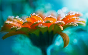 water drops bright flower beautiful