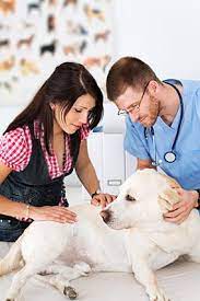 In some cases, the dog may show signs such as: Canine Stomach Cancer Lovetoknow