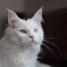 10 fun facts about white cats