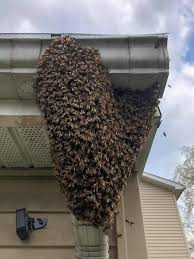 what to do if you find a honeybee swarm