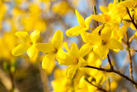 forsythia an early spring yellow