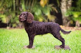 14 spaniel dog breeds for canine