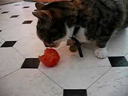 My cat eats them as well as watermelon and cantaloupe. Freyja The Cat Eating A Tomato Youtube