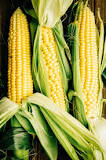 What is difference between maize and corn?