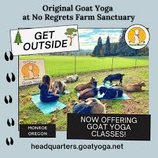original goat yoga experience