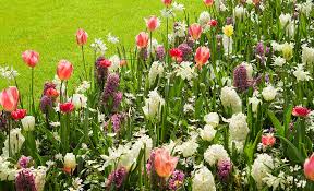 Ideas For Spring Flowering Bulbs The