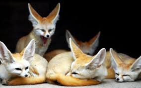 Beautiful fox wallpapers for iphone, android and desktop. 40 Fennec Fox Hd Wallpapers Background Images