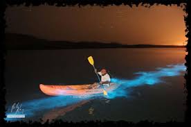 vieques bioluminescent bio bay tour by