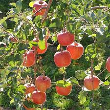 19 Best Apple Tree Varieties With A Guide To Flowering